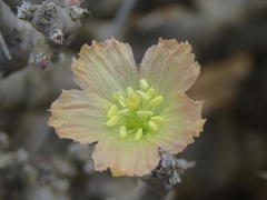 Monsonia salmoniflora