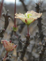 Monsonia salmoniflora