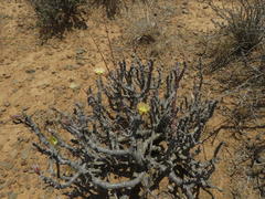 Monsonia salmoniflora