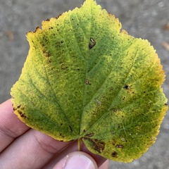 Bucculatrix thoracella