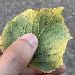 Bucculatrix thoracella