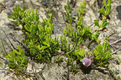 Roepera sessilifolia