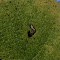 Bucculatrix thoracella