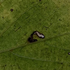 Bucculatrix thoracella