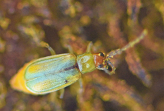 Diabrotica longicornis