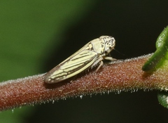 Graphocephala minuenda