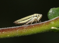 Graphocephala minuenda