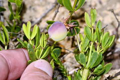 Roepera sessilifolia