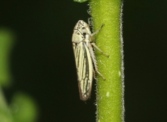 Graphocephala minuenda