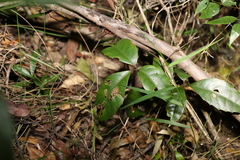 Tetrastigma nitens