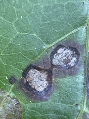 Cercospora liquidambaris