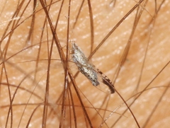 Leuronota maculata