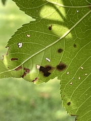 Cercospora liquidambaris