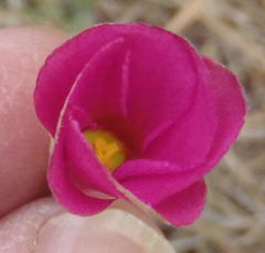 Oxalis hirta canescens