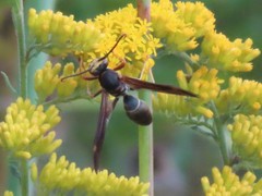 Polistes parametricus