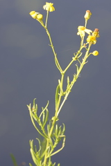Senecio inaequidens