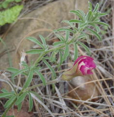 Oxalis hirta canescens