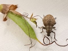 Attactagenus plumbeus