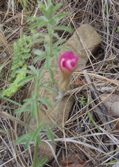 Oxalis hirta canescens