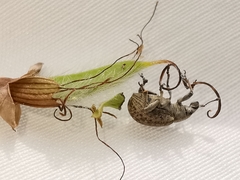 Attactagenus plumbeus