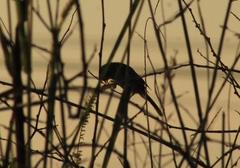 Auriparus flaviceps