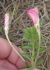Oxalis hirta canescens