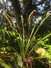 Cycas micronesica