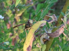 Polistes parametricus