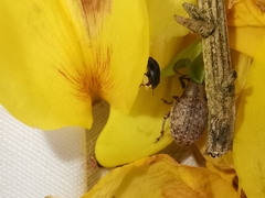 Attactagenus plumbeus