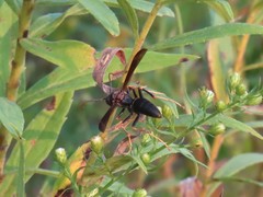 Polistes parametricus