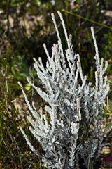 Syncarpha canescens canescens