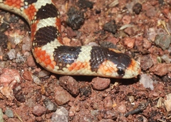 Gyalopion quadrangulare