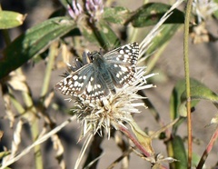 Heliopetes americanus bellatrix