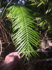 Cycas micronesica