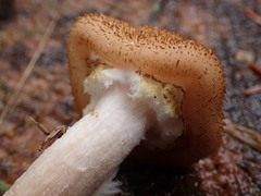 Armillaria