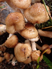 Armillaria