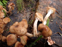Armillaria