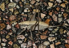 Eremopedes ephippiata