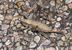 Eremopedes ephippiata