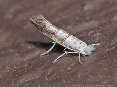 Cameraria hamadryadella