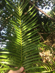 Cycas micronesica