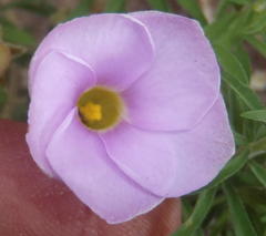 Oxalis hirta hirta