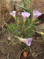 Oxalis hirta hirta