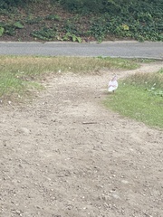 Columba livia domestica