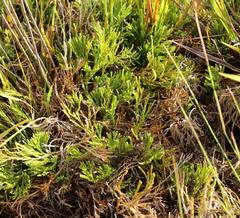 Lycopodium zanclophyllum