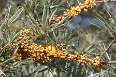 Hippophae rhamnoides