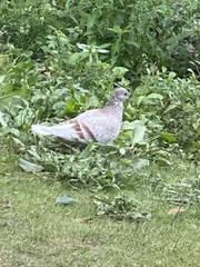 Columba livia domestica