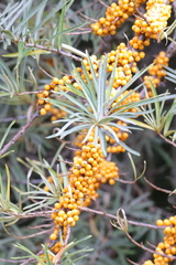 Hippophae rhamnoides