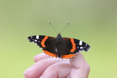 Vanessa atalanta