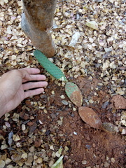 Tacinga palmadora